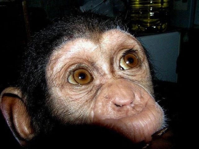 Little Chimpanzee Found a New Family http://www.jadigitu.com/2012/11/28-foto-bayi-simpansee-yang-hidup.html