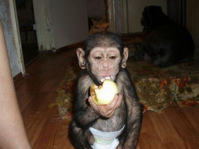http://www.jadigitu.com/2012/11/28-foto-bayi-simpansee-yang-hidup.html