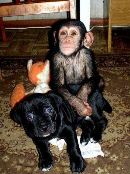 http://www.jadigitu.com/2012/11/28-foto-bayi-simpansee-yang-hidup.html
