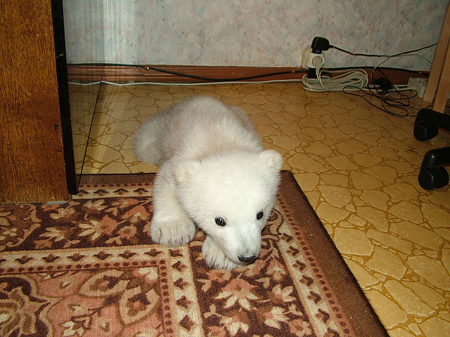 Polar Bear Cub Rescued