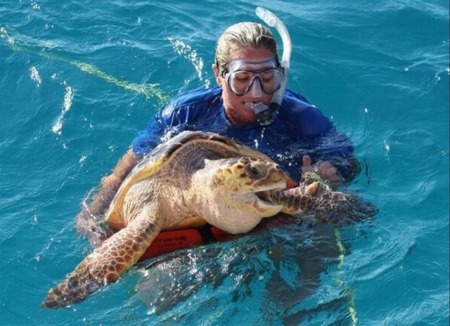 Unusual Rescue of a Sea Turtle