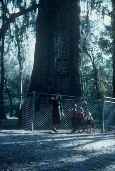 One of the Oldest Trees in the World Is Gone