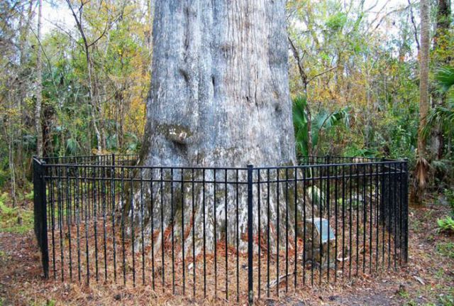 One of the Oldest Trees in the World Is Gone