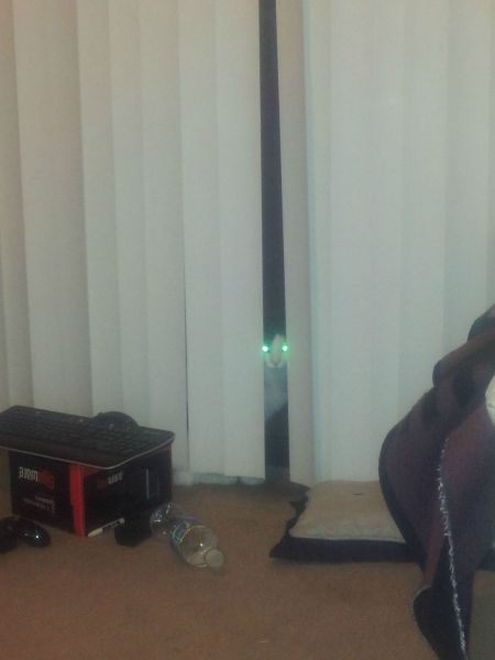 Morning Picdump