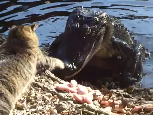 cat_vs_alligator_01_400x300_01.jpg