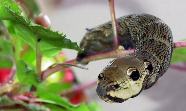Caterpillar Mimicking a Snake