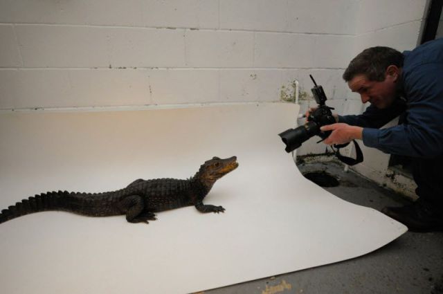 Photographing Animals for National Geographic