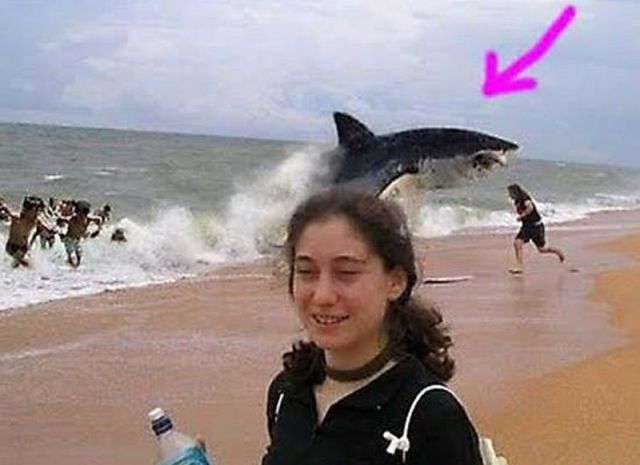 Hilarious Animal Photobombs