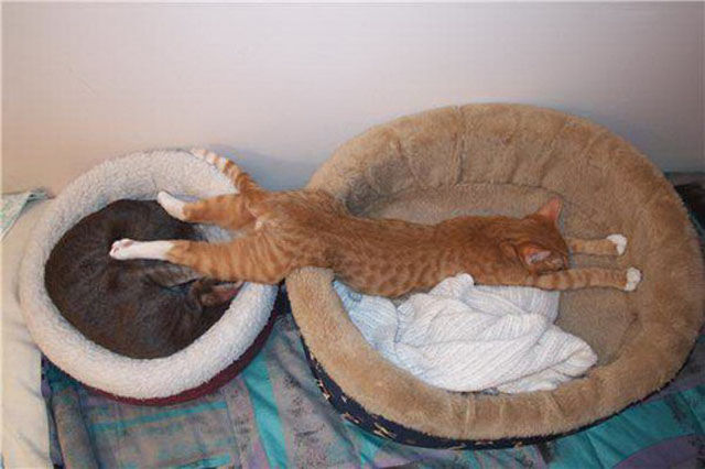 Cats Sleeping In Weird Ways