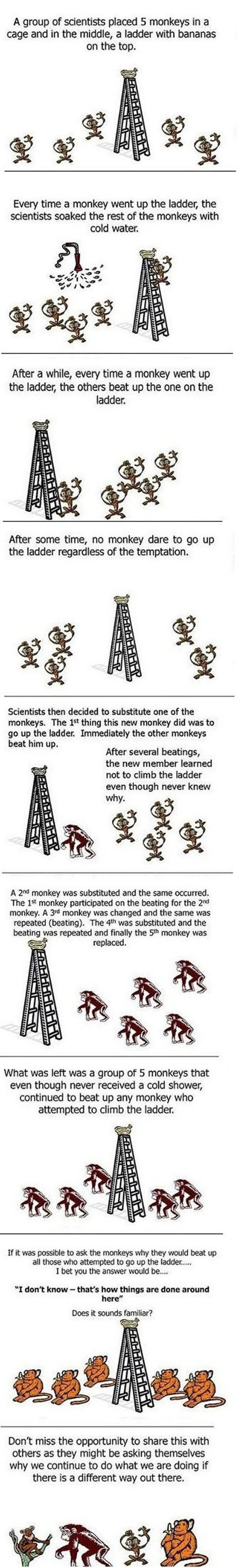 Curious Monkey Experiment