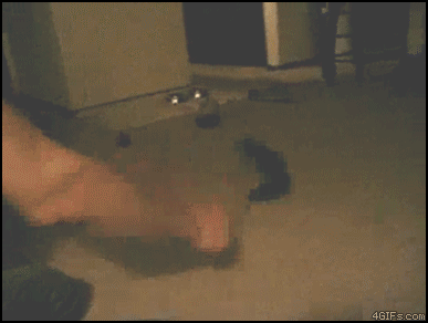 Great Gifs with Cats