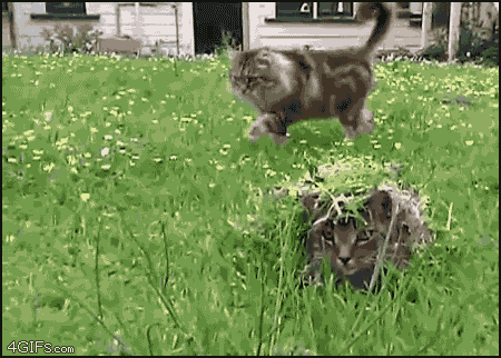 great_gifs_with_cats_12.gif