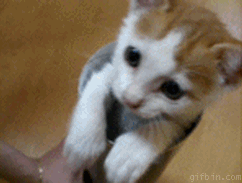 Great Gifs with Cats
