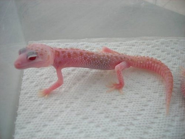 Great Pictures of Albino Animals