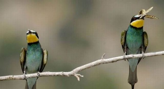 malu ama burung : Indahnya Berbagi