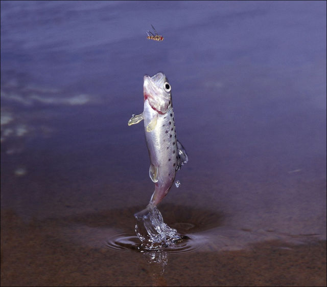 How Trout Catches Its Prey