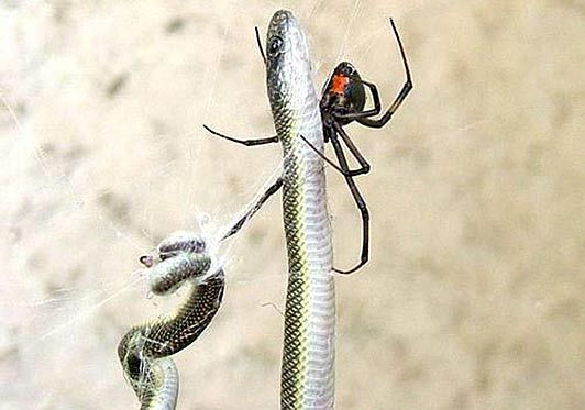 South African Spider Catches and Eats the Snake