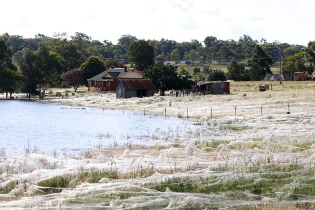Spider Invasion in Australia