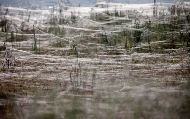 Spider Invasion in Australia