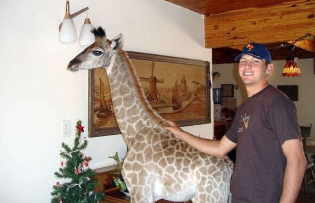 Pet Giraffe from South Africa