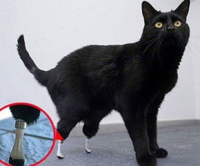 Cat Uses Prostheses to Walk