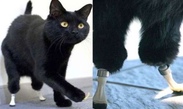 Cat Uses Prostheses to Walk