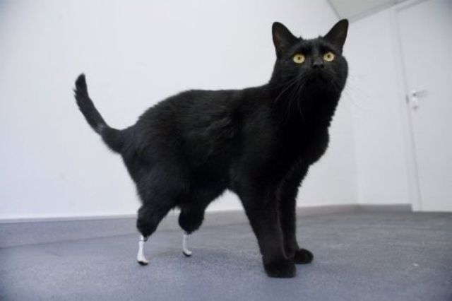 [imagetag] Cat Uses Prostheses to Walk