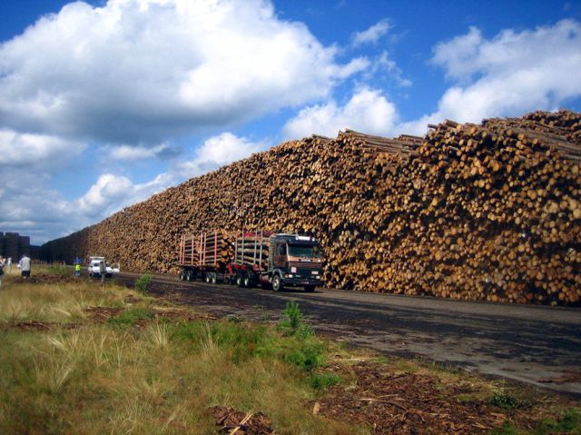 Worldâ€™s Biggest Timber Storage