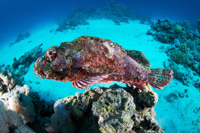 Stunning Photos of the Underwater Life