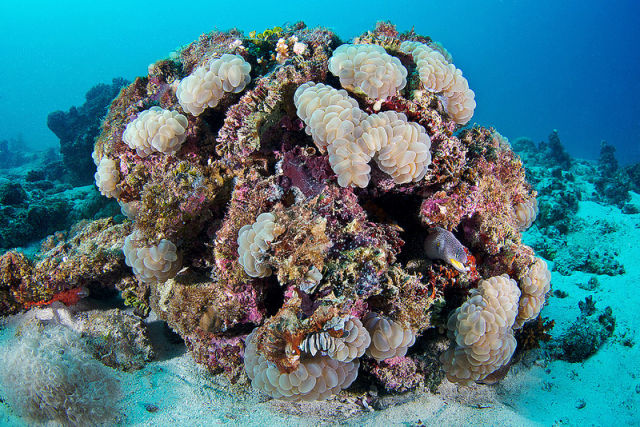 Stunning Photos of the Underwater Life