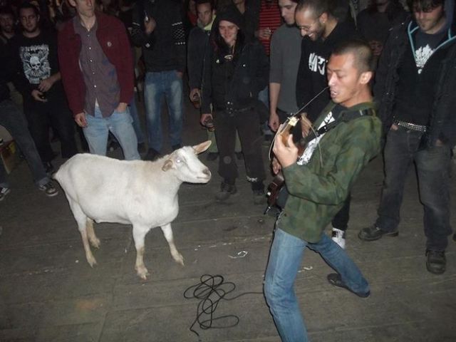 goat_jamming_to_punk_rock_640_02.jpg