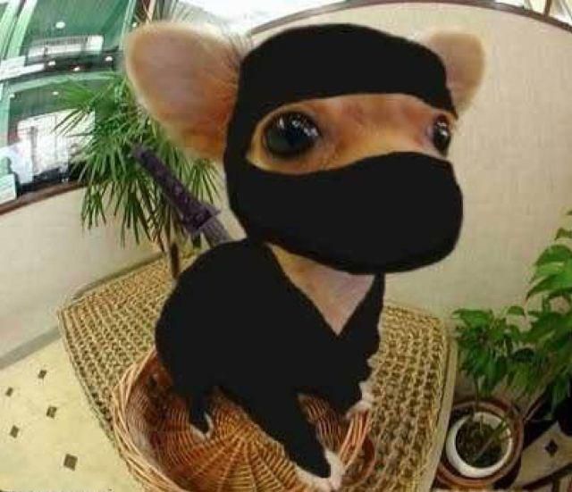 Morning Picdump