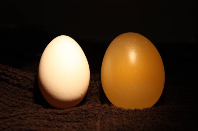 What Happens to an Egg Submerged in Vinegar
