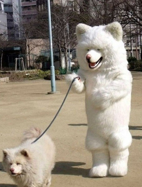 Weird Dog Pictures Which You Can Barely Explain