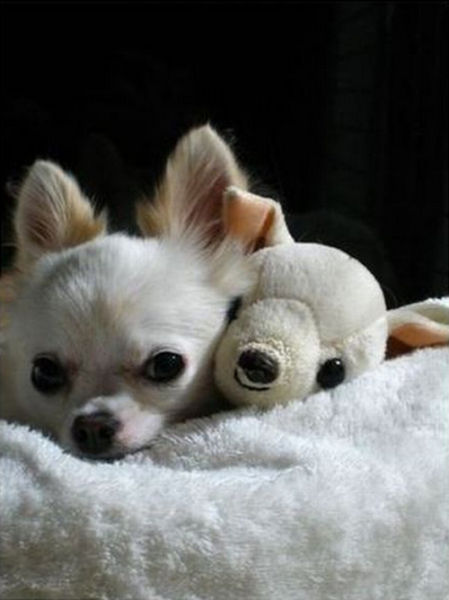 UNYU .... Binatang yang Bermain Dengan Boneka Binatang nya ... ngUNIK.com animals with their stuffed toy counterparts 640 07