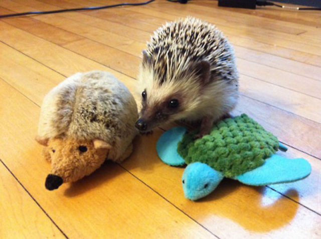 Animals with Their Stuffed Toy Counterparts