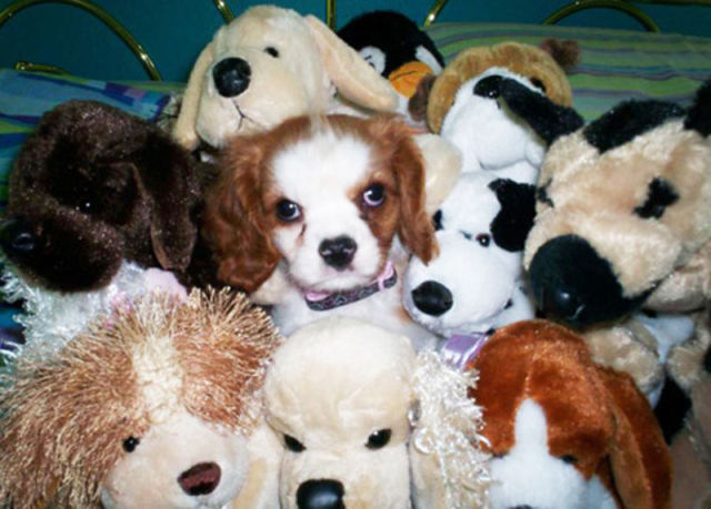 UNYU .... Binatang yang Bermain Dengan Boneka Binatang nya ... ngUNIK.com animals with their stuffed toy counterparts 640 17