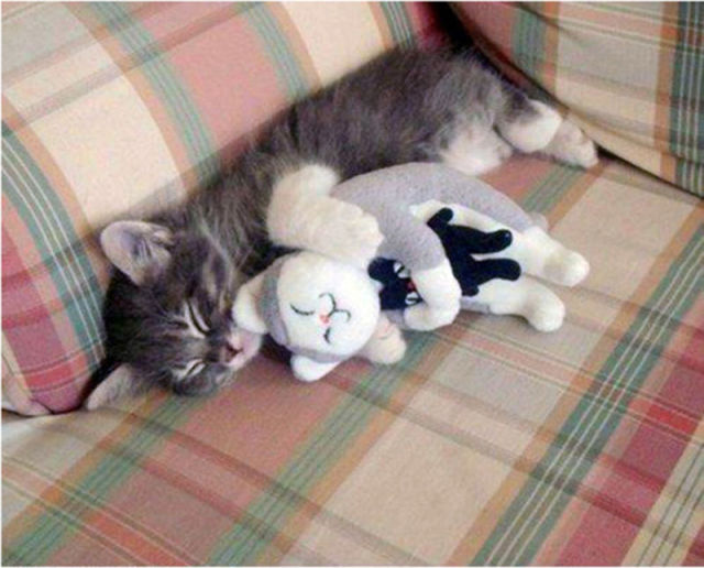 UNYU .... Binatang yang Bermain Dengan Boneka Binatang nya ... ngUNIK.com animals with their stuffed toy counterparts 640 30