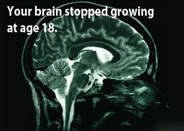 Curious Facts about Our Brain