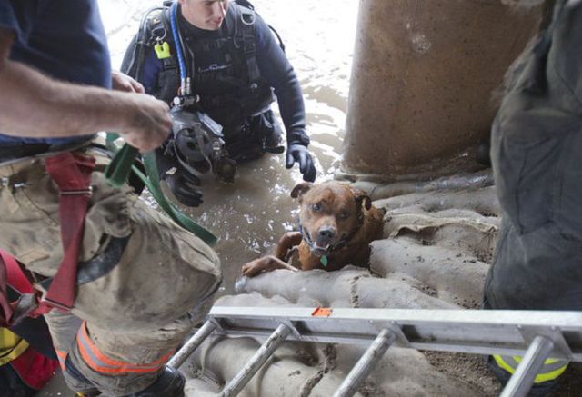 Determined Dog Rescue
