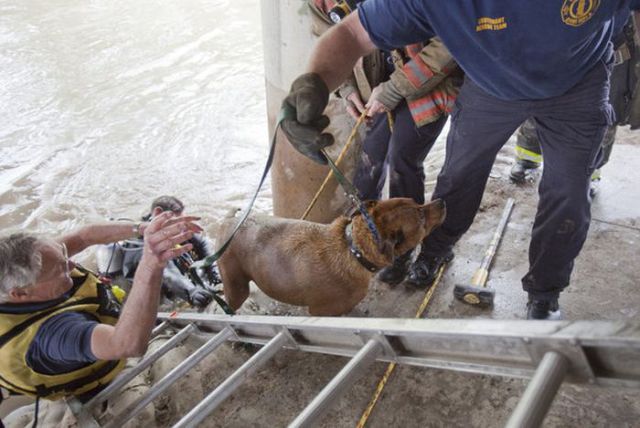 Determined Dog Rescue