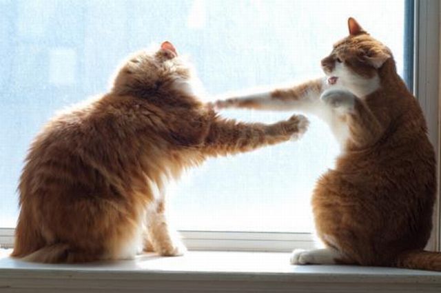 プロボクサーもびっくり ﾟdﾟ ガチな猫パンチ集 Naver まとめ