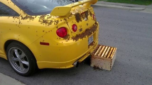 If This Was My Car, I Would Just Burn It!