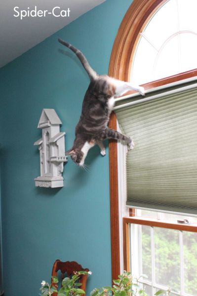 Morning Picdump
