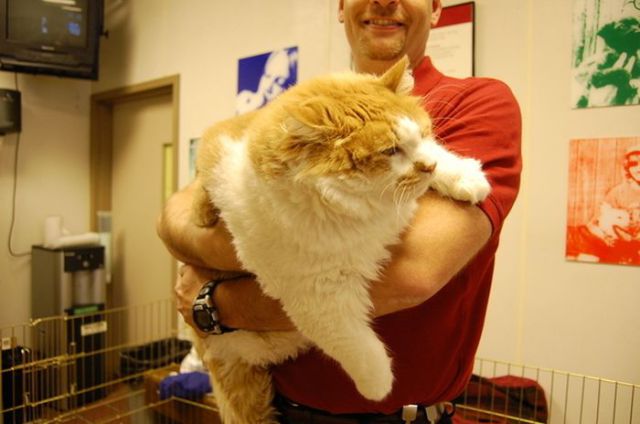 The Fattest Cat in an American Animal Shelter