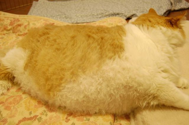 The Fattest Cat in an American Animal Shelter