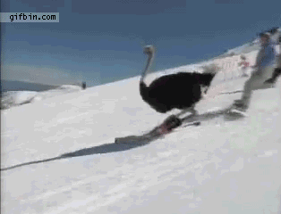 Ketika burung unta bermain ski....