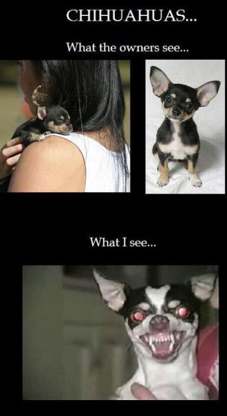 Morning Picdump
