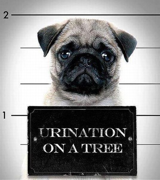 Morning Picdump
