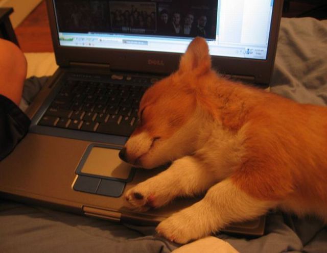 Morning Picdump